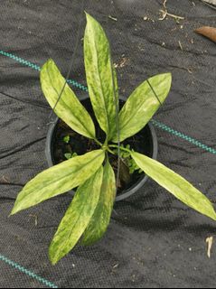 (Category: ) located in . Submitted by terraplants (Listing ID 1219676134, Image 1). Description: .