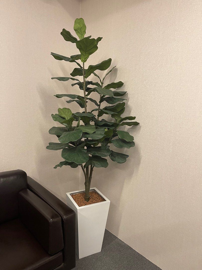 Artificial Ficus Tree 1.8m, Furniture & Home Living, Home Decor