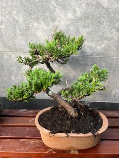 (Category: ) located in . Submitted by bonsai_b (Listing ID 1219674150, Image 1). Description: .