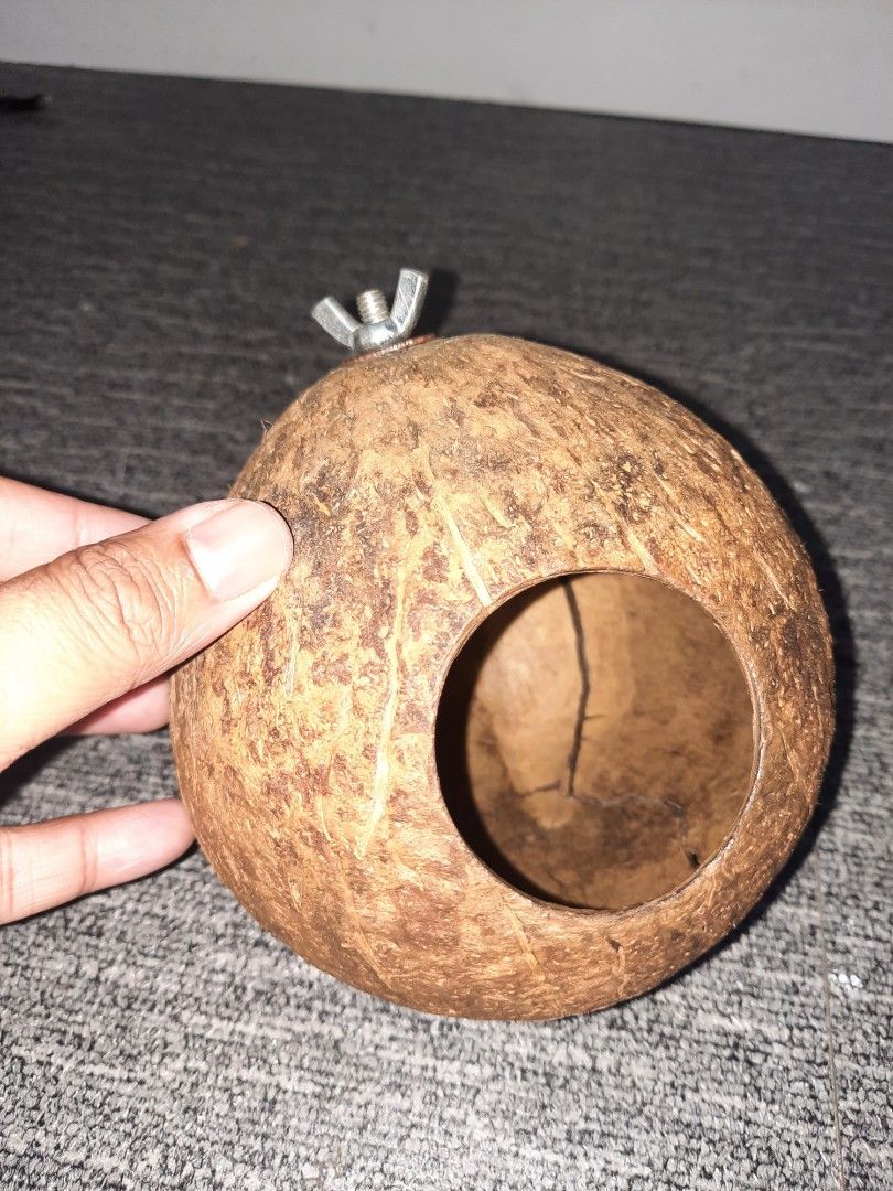 Sugar glider coconut top