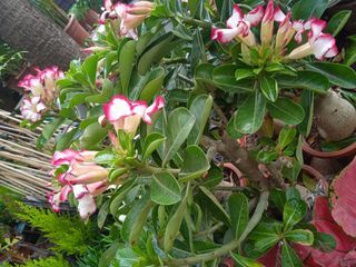Desert Rose 沙漠玫瑰