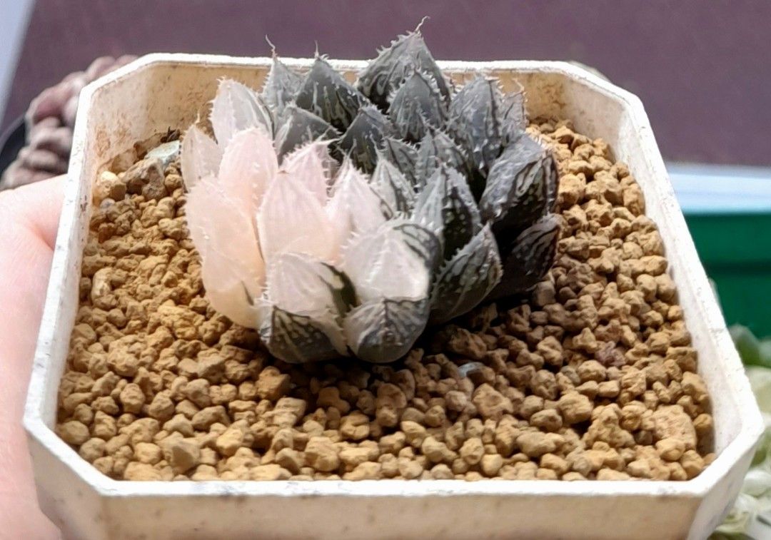 Haworthia Cooperi "Mirror Ball" white variegated 7cm pot, Furniture