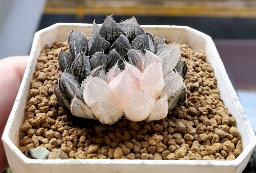 Haworthia Cooperi "Mirror Ball" white variegated 7cm pot, Furniture