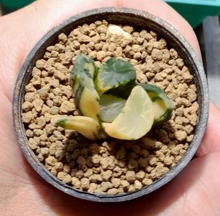 Haworthia maughanii "Overlord" variegated 5cm pot