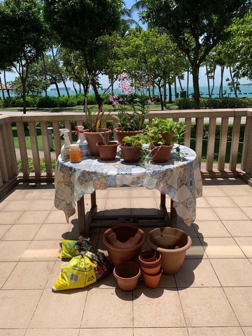 Orchids, Ivy, Pots, Fertilizers Complete Garden!, Furniture & Home