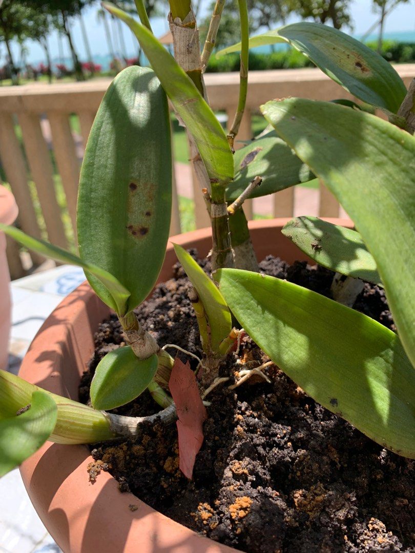 Orchids, Ivy, Pots, Fertilizers Complete Garden!, Furniture & Home