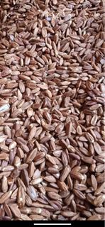 Pili nut
