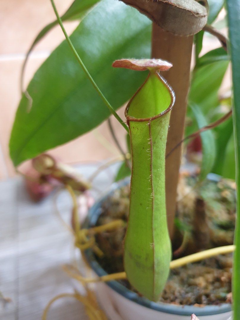 Pitcher plant Nepenthes Gracilis (cutting), Furniture & Home Living