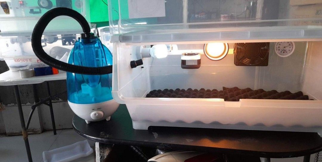 Puppy & Kitten Incubator with HUMIDIFIER on Carousell