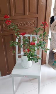 Red Bougainvillea