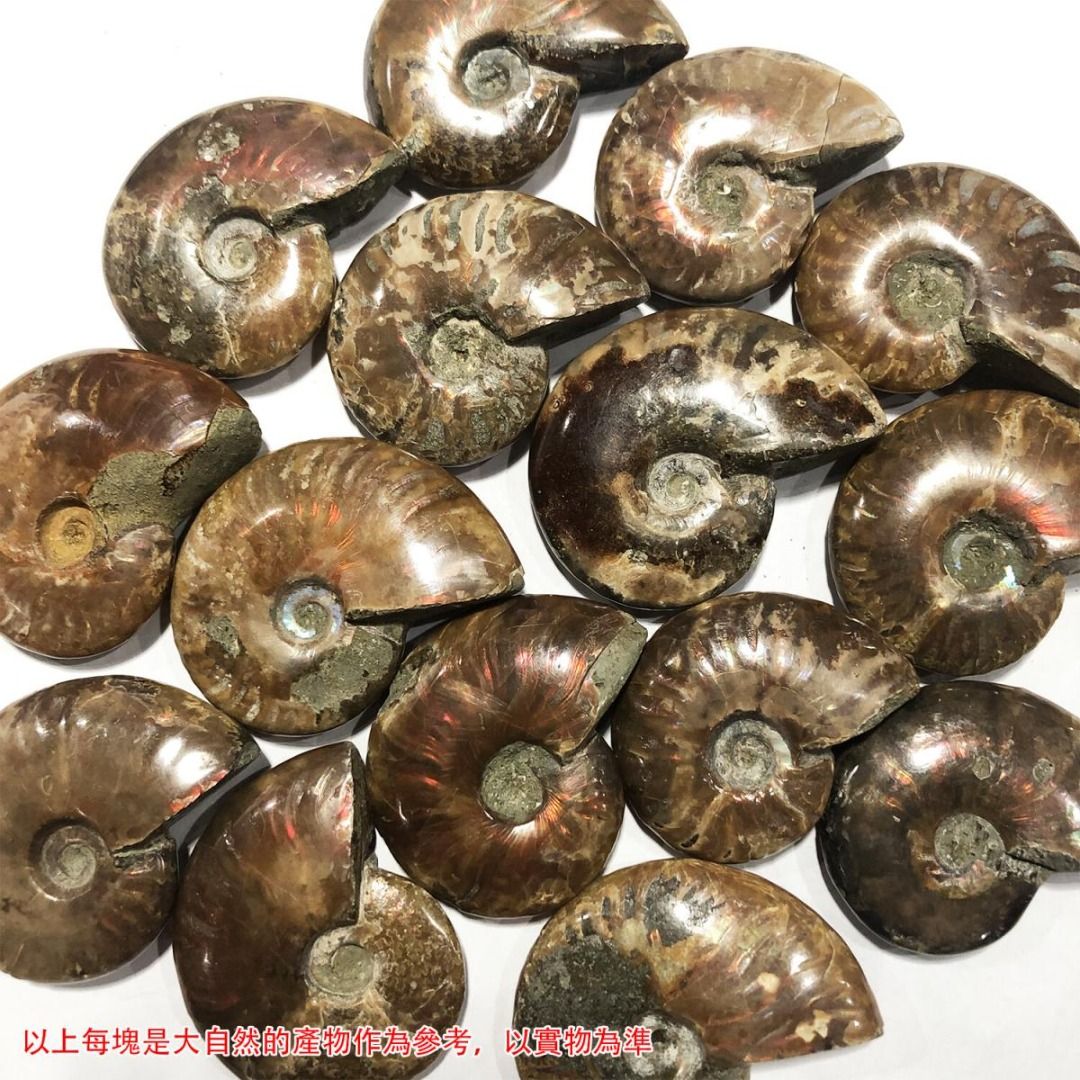 純天然海洋生物化石斑彩螺原石玉化yl - 置物