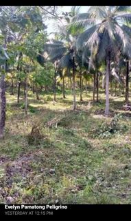 Upland with coconut tree for sale