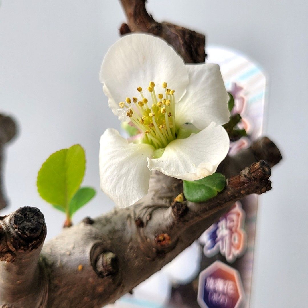 東洋錦・白花【トウヨウニシキ】《盆景・盆栽・種植・植物・素材》, 傢俬＆家居, 園藝, 植物及種子- Carousell