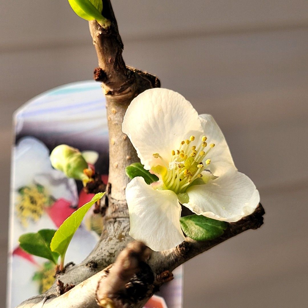 東洋錦・白花【トウヨウニシキ】《盆景・盆栽・種植・植物・素材》, 傢俬＆家居, 園藝, 植物及種子- Carousell