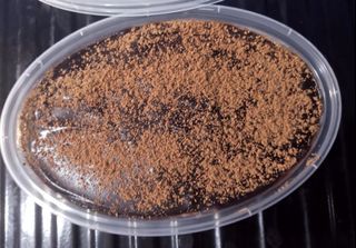 Dream cake ice cream