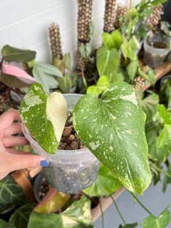 Monstera Thai Constellation