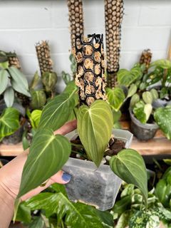 Philodendron Glorious