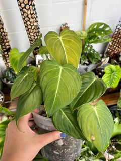 Philodendron Glorious