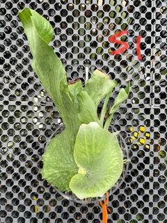 (Category: ) located in . Submitted by pLantae (Listing ID 1224047859, Image 1). Description: .