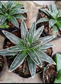 Agave queen victoria
