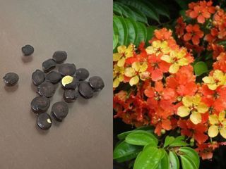 Bauhinia Kockiana Phanera Bauhinia seed