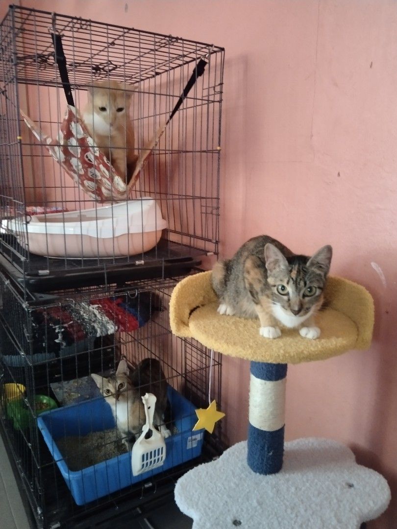 Cats Hotel/Boarding Service, Services, Others on Carousell