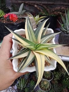 Haworthia Rare Limifolia