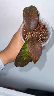 （分類：）位於 。 由 bluelaine 提交（商品編號 1225745347，圖片 1）。簡介： 。