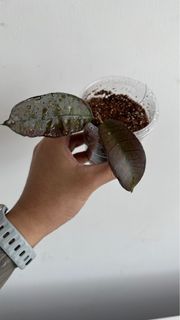 （分類：）位於 。 由 bluelaine 提交（商品編號 1225747133，圖片 1）。簡介： 。