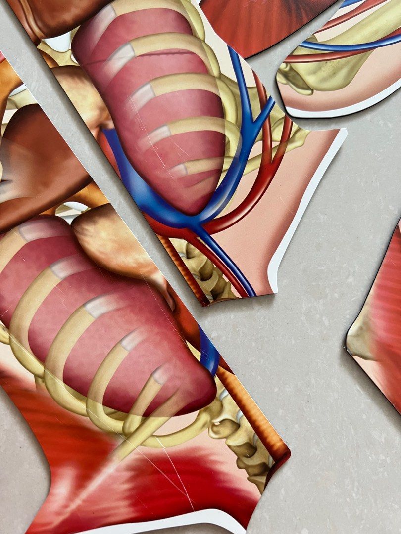 Learning Resources Double-Sided Magnetic Human Body Learning Resources ...