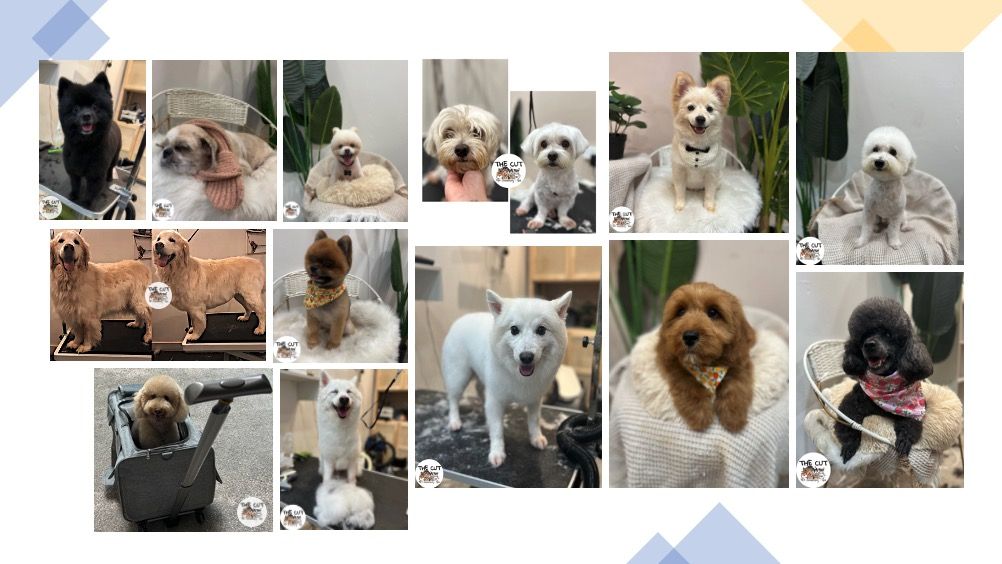 Pet Grooming (Sengkang/Punggol) & transport pickup, Pet Supplies