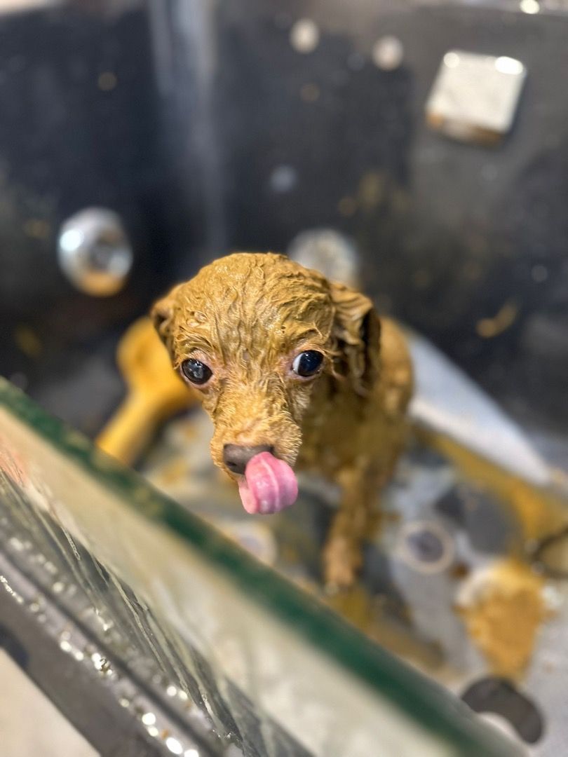 Pet Grooming (Sengkang/Punggol) & transport pickup, Pet Supplies