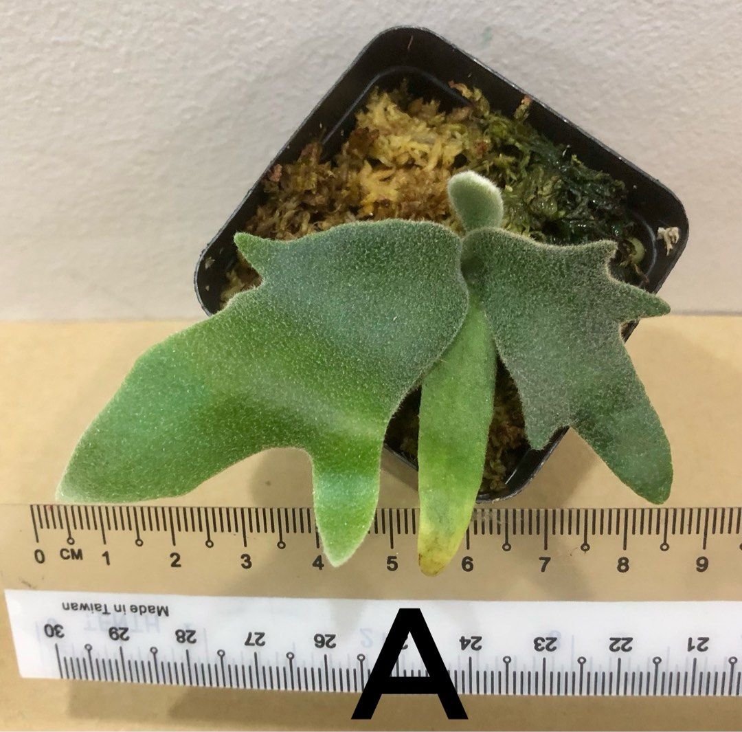 P.Willinckii ‘ Bacteria‘ Sporeling(侏儒爪哇 ‘细菌’ 孢子苗 )