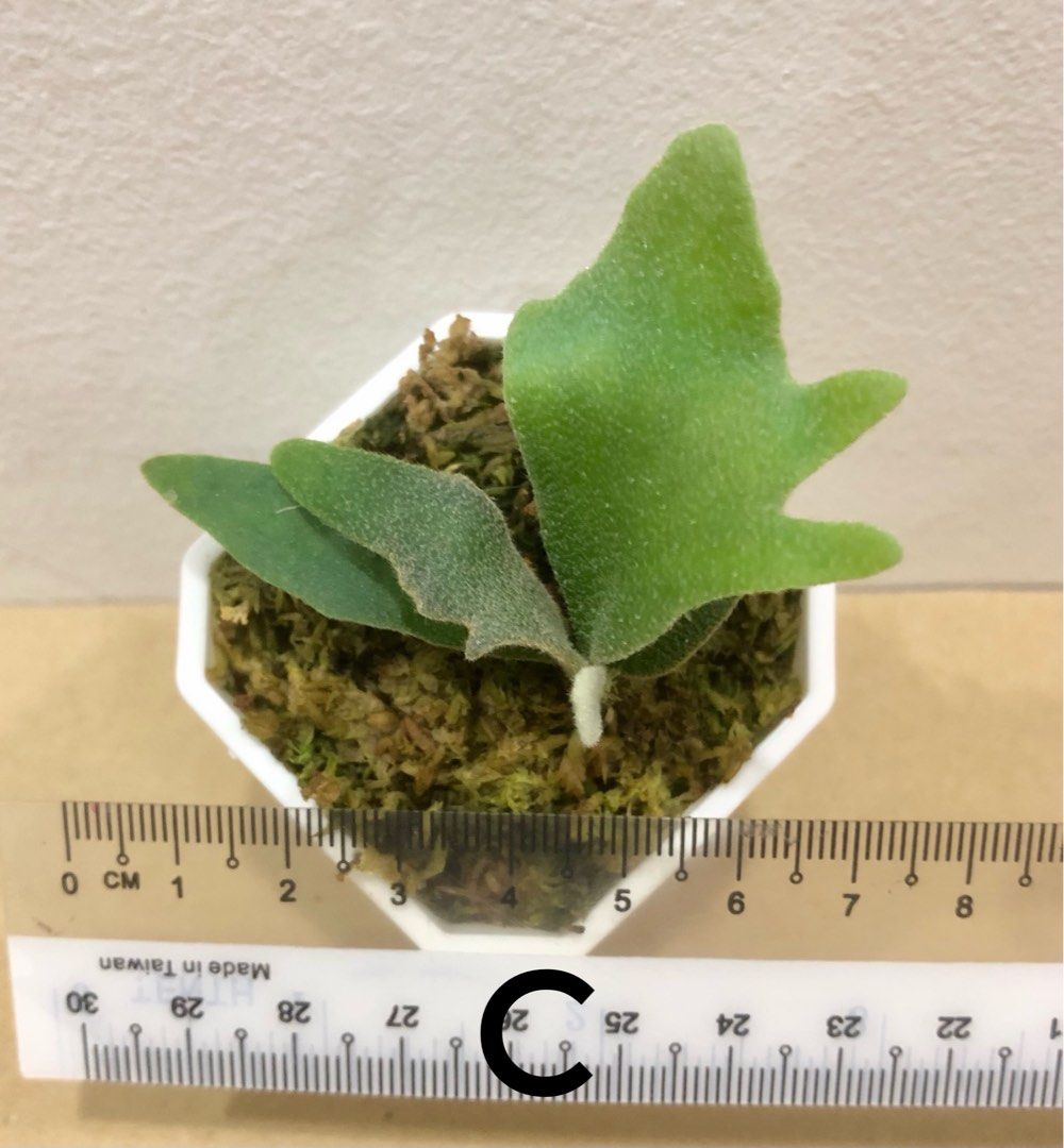 P.Willinckii ‘ Bacteria‘ Sporeling(侏儒爪哇 ‘细菌’ 孢子苗 )