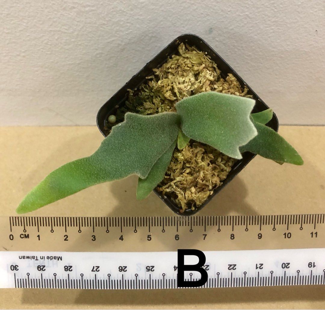 P.Willinckii ‘ Bacteria‘ Sporeling(侏儒爪哇 ‘细菌’ 孢子苗 )