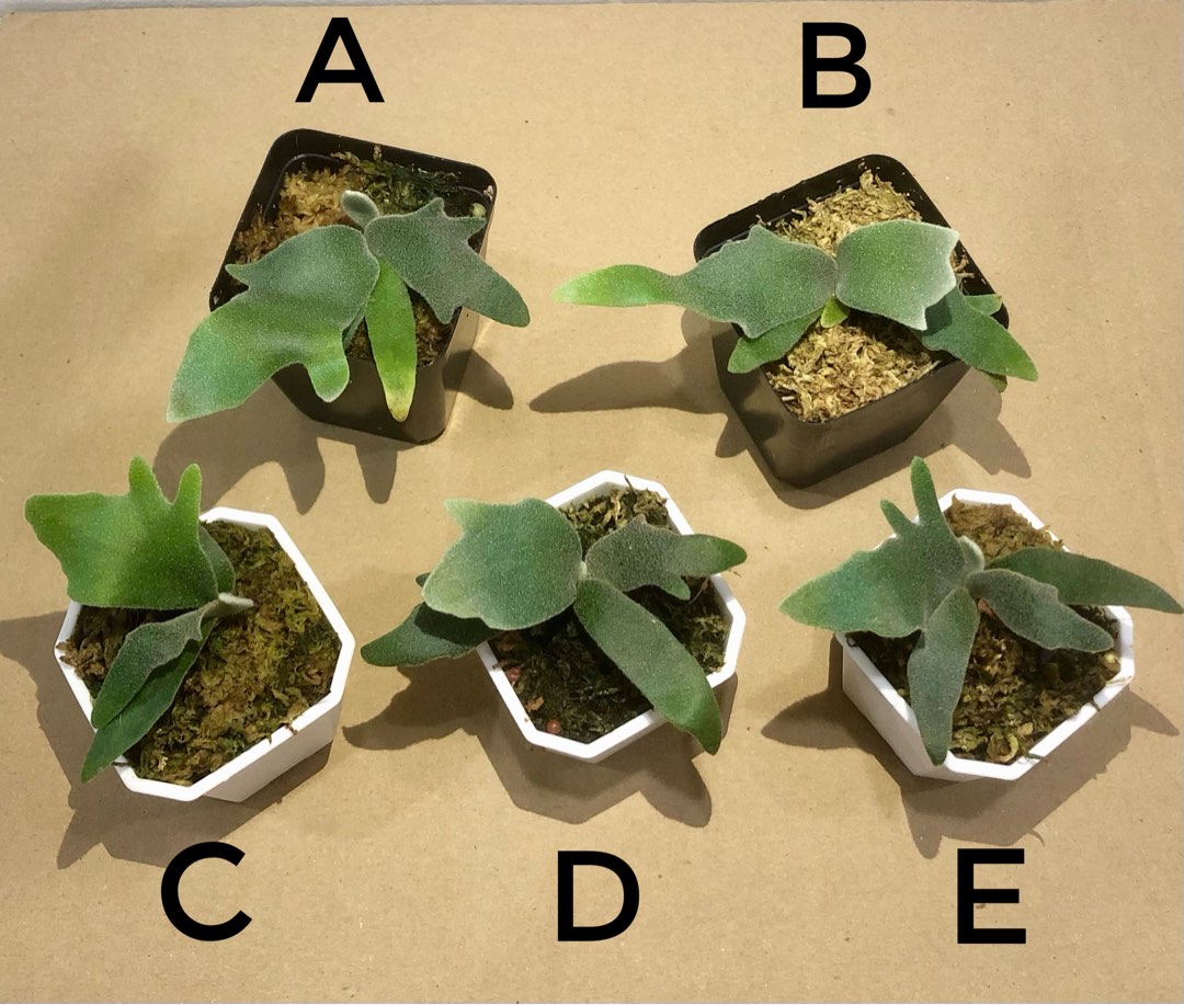 P.Willinckii ‘ Bacteria‘ Sporeling(侏儒爪哇 ‘细菌’ 孢子苗 )