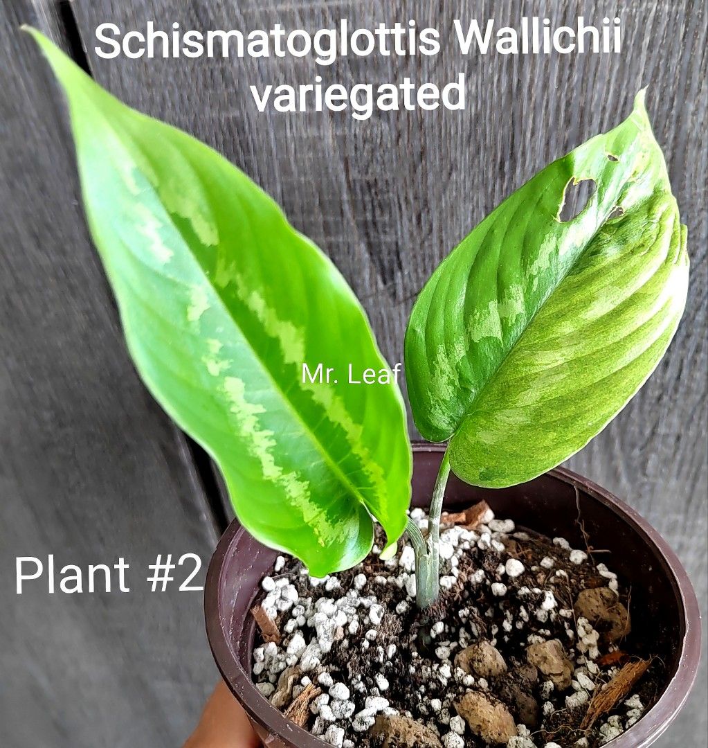 schismatoglottis wallichii variegated, Furniture & Home Living