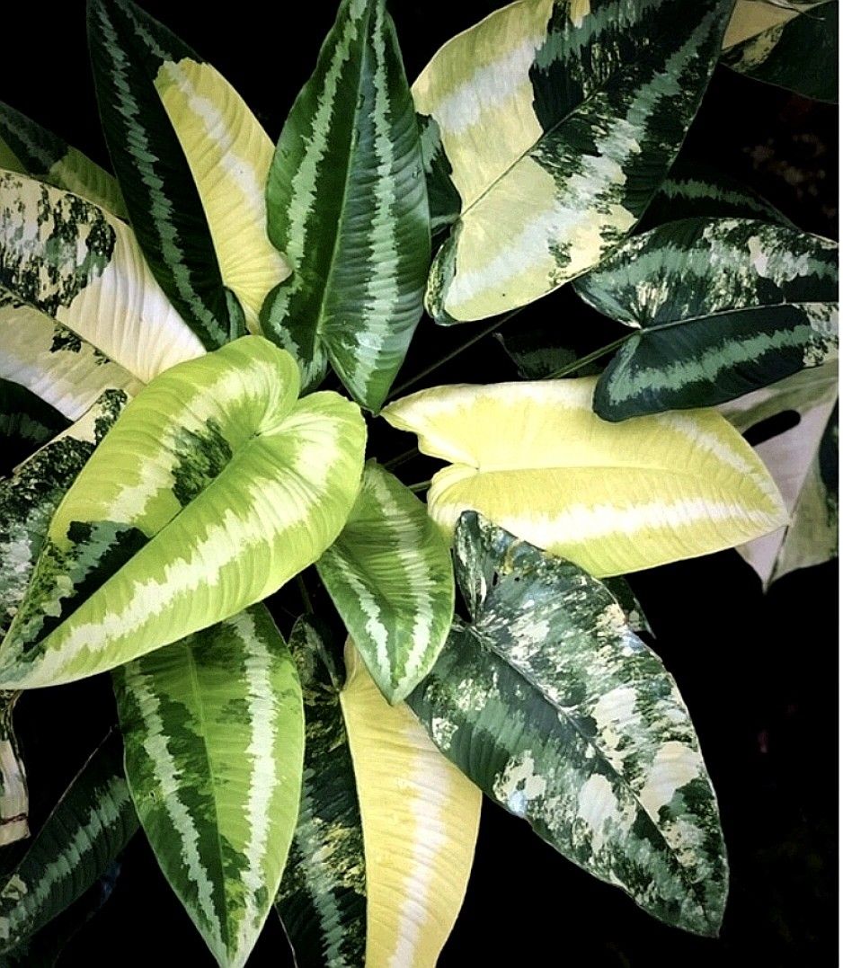 schismatoglottis wallichii variegated, Furniture & Home Living