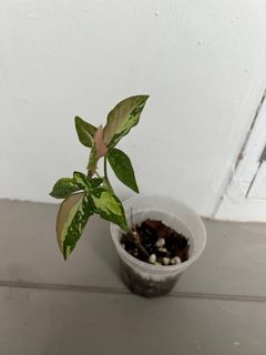 (Category: ) located in . Submitted by dan_plants (Listing ID 1225818167, Image 1). Description: .