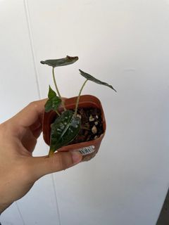 (Category: ) located in . Submitted by p_for_plantdetta (Listing ID 1225959233, Image 1). Description: .