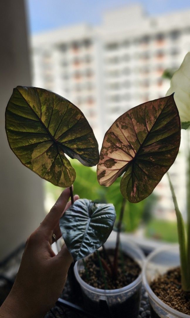 2x Alocasia serendipity variegated.