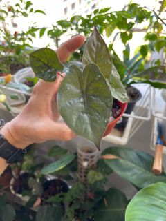 (Category: ) located in . Submitted by p_for_plantdetta (Listing ID 1225958965, Image 1). Description: .