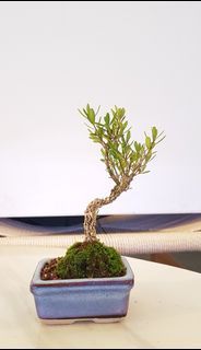 Buxus Halandii Bonsai 黄杨