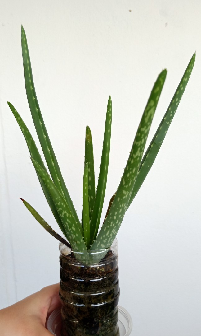 Edible Aloe Vera For Sale Furniture And Home Living Gardening Plants And Seeds On Carousell 6682