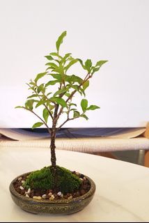 Lee's Cherry bonsai - Specie origin Taiwan