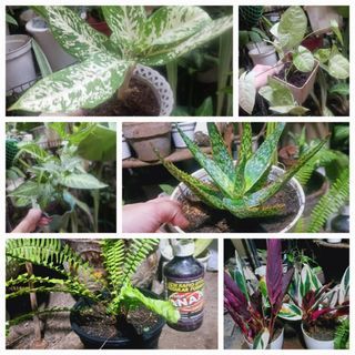 MedSize Indoor Plants