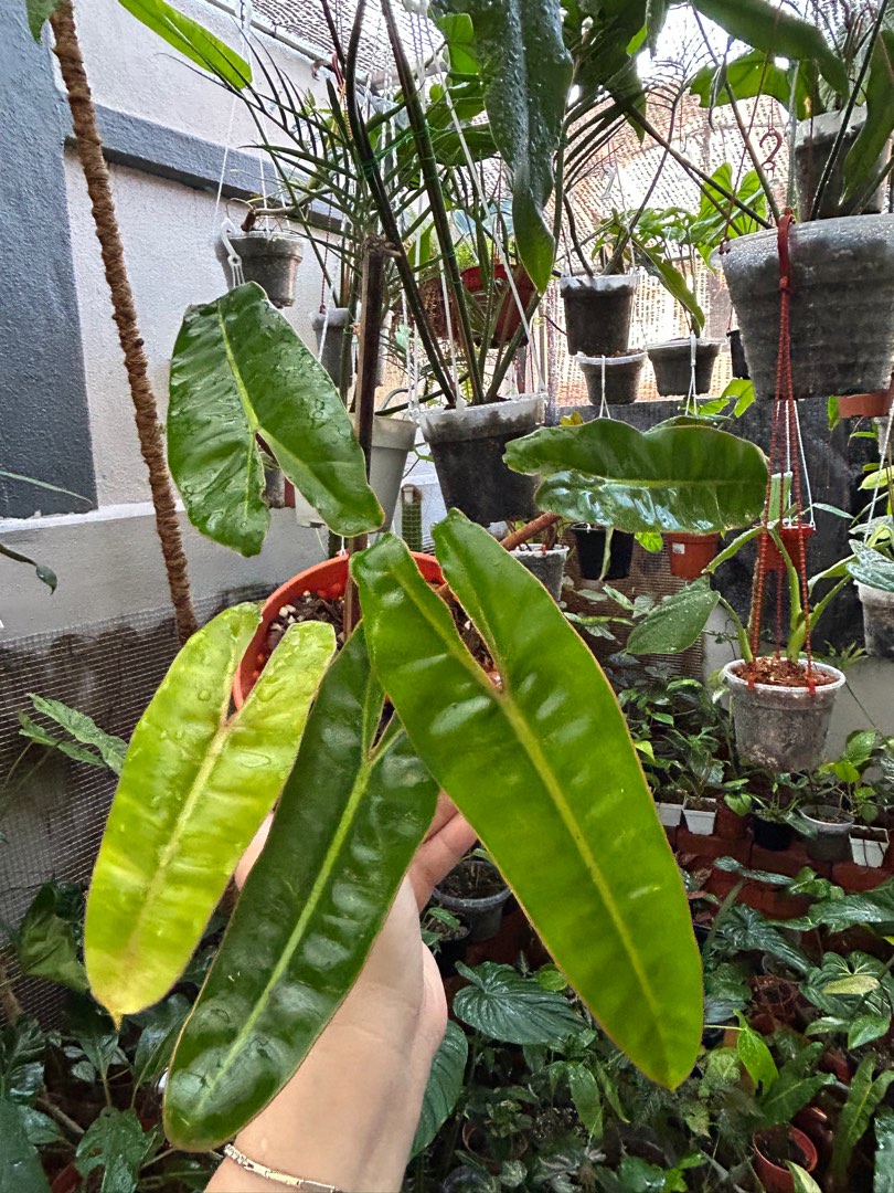 Philodendron Billie orange stem, Furniture & Home Living, Gardening