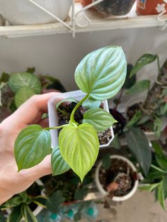 (Category: ) located in . Submitted by p_for_plantdetta (Listing ID 1225958664, Image 1). Description: .