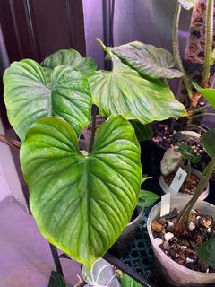 (Category: ) located in . Submitted by p_for_plantdetta (Listing ID 1225959560, Image 1). Description: .