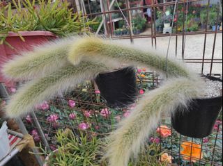 Rooted Monkey's Tail Collection